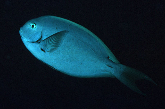 Acanthurus thompsoni